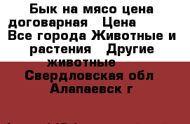 Бык на мясо цена договарная › Цена ­ 300 - Все города Животные и растения » Другие животные   . Свердловская обл.,Алапаевск г.